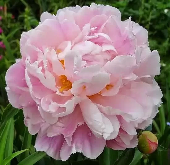 Peonija pienziedu Catharina Fontijn /Paeonia/